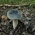 Berijpte russula