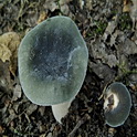 Berijpte russula