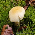 Beukenrussula