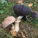 Blauwplaatstropharia