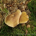 Bittere blauwsteelgordijnzwam