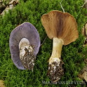 Bittere blauwsteelgordijnzwam