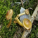 Echte geelvezelgordijnzwam