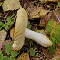 Bonte berkenrussula