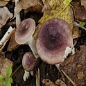 Bonte berkenrussula