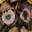 Broze russula