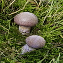 Gewone kleibosgordijnzwam