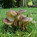 Bruine bundelridderzwam