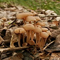 Bundelcollybia