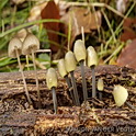 Bundelmycena