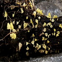 Calyptella sulphurea