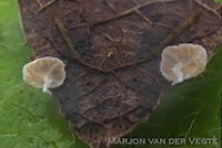 Lamelmosschelpje