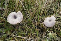 Grijsbruine zalmplaat