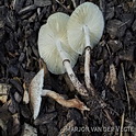 Compost champignonparasol