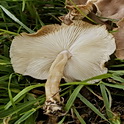 Compostcollybia