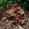 Compostcollybia