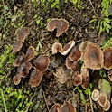 Compostcollybia