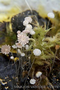 Coprinellus pusillulus