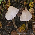 Cortinarius azureus