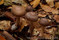 Gebundelde roodvezelgordijnzwam