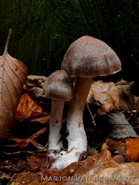 Gebundelde roodvezelgordijnzwam