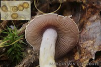 Cortinarius lepidopus