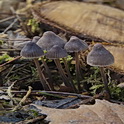 Bundelchloormycena