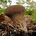 Lycoperdon nigrescens