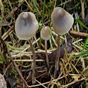 Donzige mycena