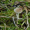 Draadsteelmycena