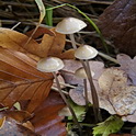 Papilmycena