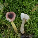 Elzenrussula