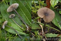 Entoloma brunneicoeruleum