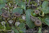 Entoloma graphitipes