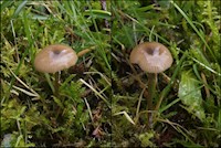 Entoloma leptopus