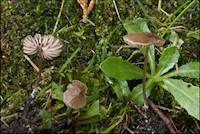 Entoloma leptopus