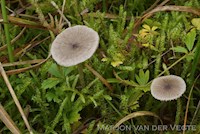 Spitshoeksporige satijnzwam