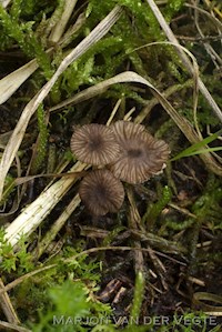 Pijpenstrosatijnzwam