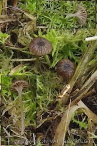 Entoloma pudens