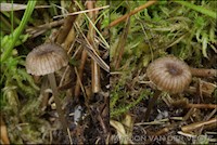 Entoloma pudens