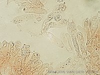 Entoloma occultatum