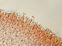 Entoloma occultatum