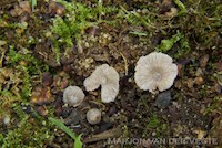 Entoloma ollare