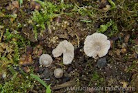 Entoloma ollare