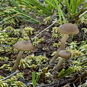 Entoloma pseudoconferendum