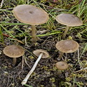 Entoloma pseudoconferendum