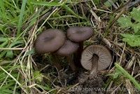 Entoloma pseudosericeoides