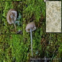 Entoloma graphitipes