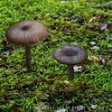 Entoloma graphitipes