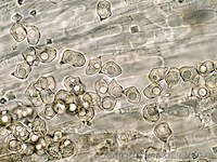 Bleekbruin staalsteeltje 